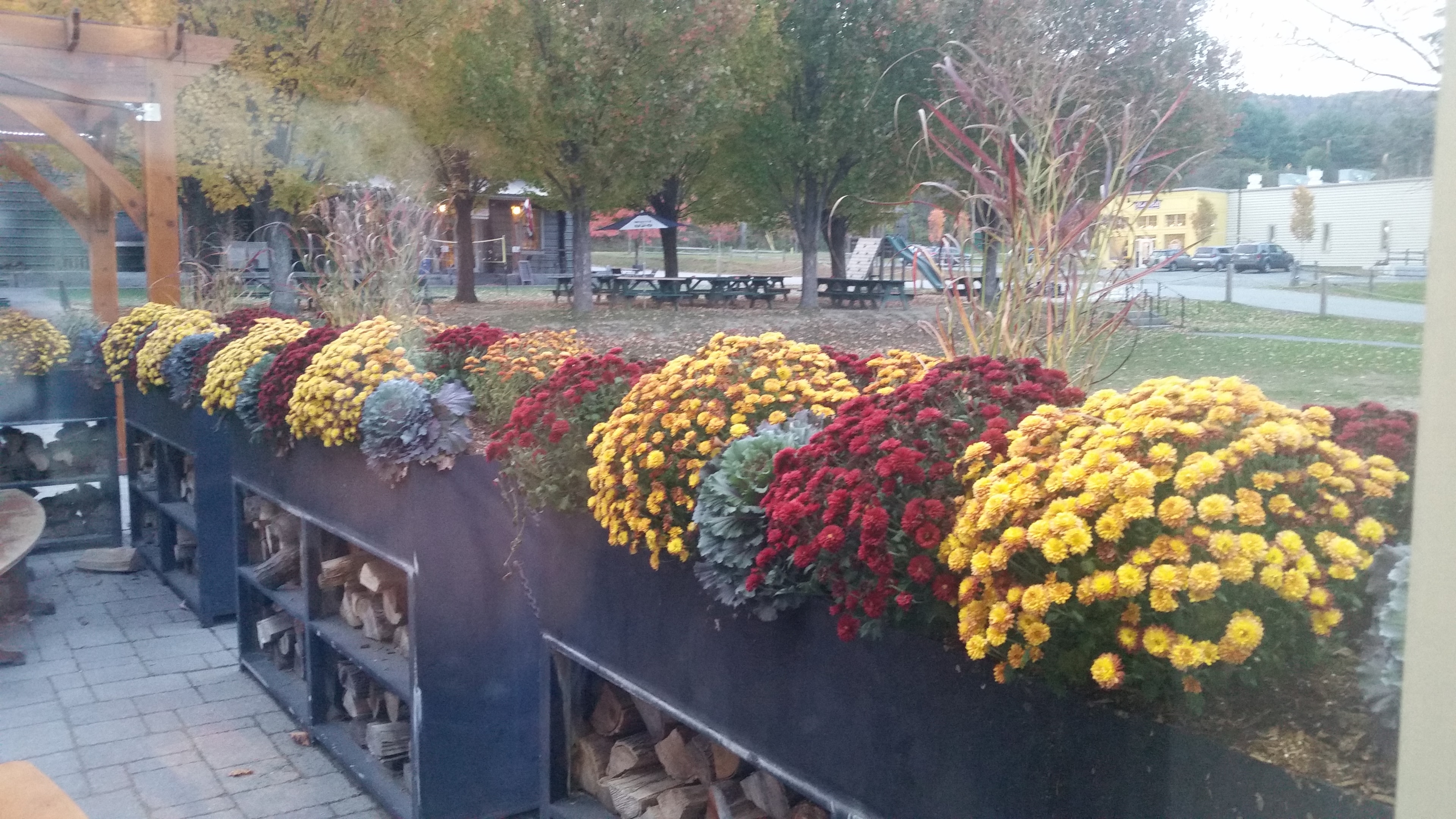 Colorful autumn chrysanthemums and ornamental grasses in Vermont