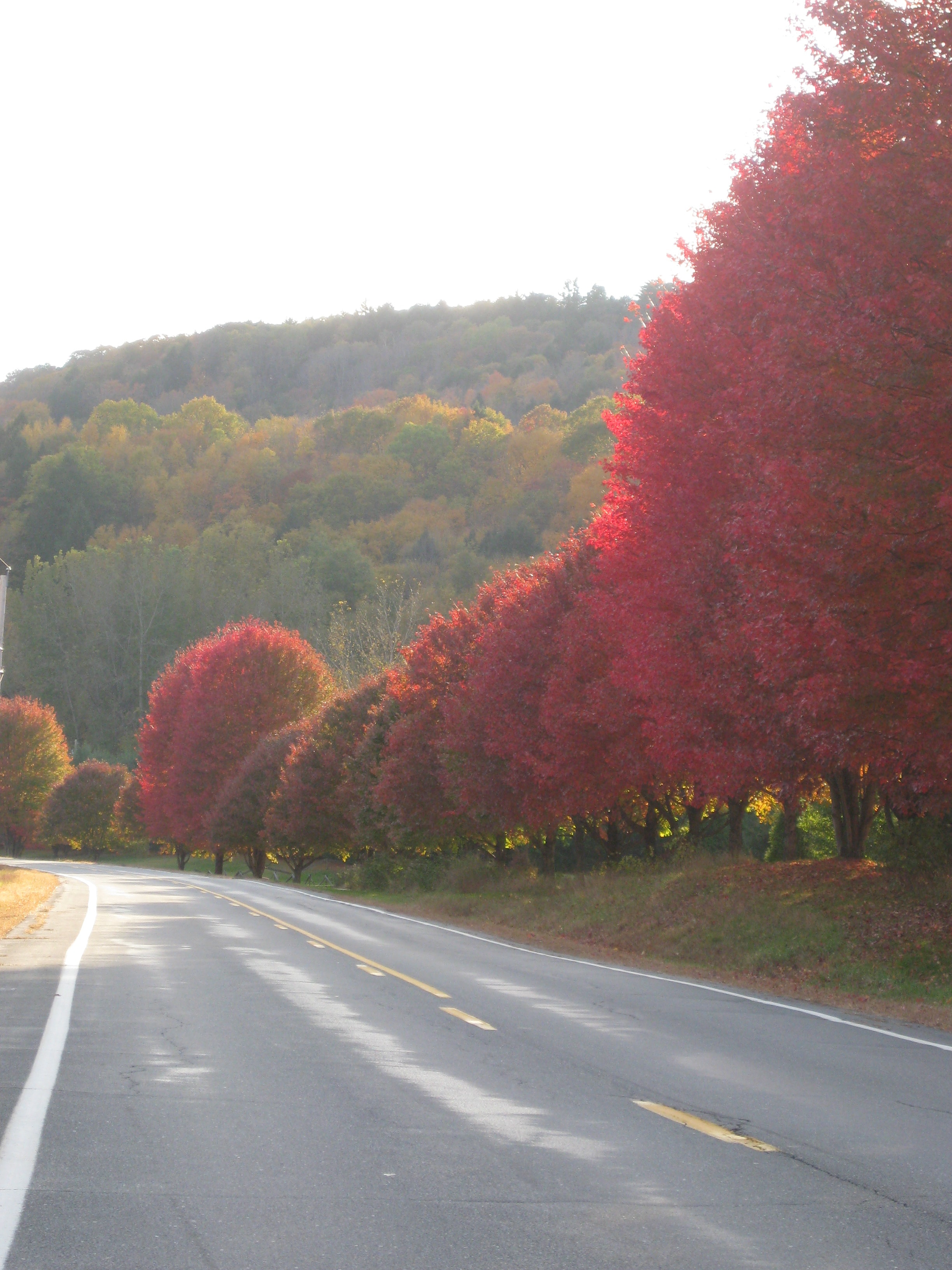 Vermont road lined with vivid autumn foliage