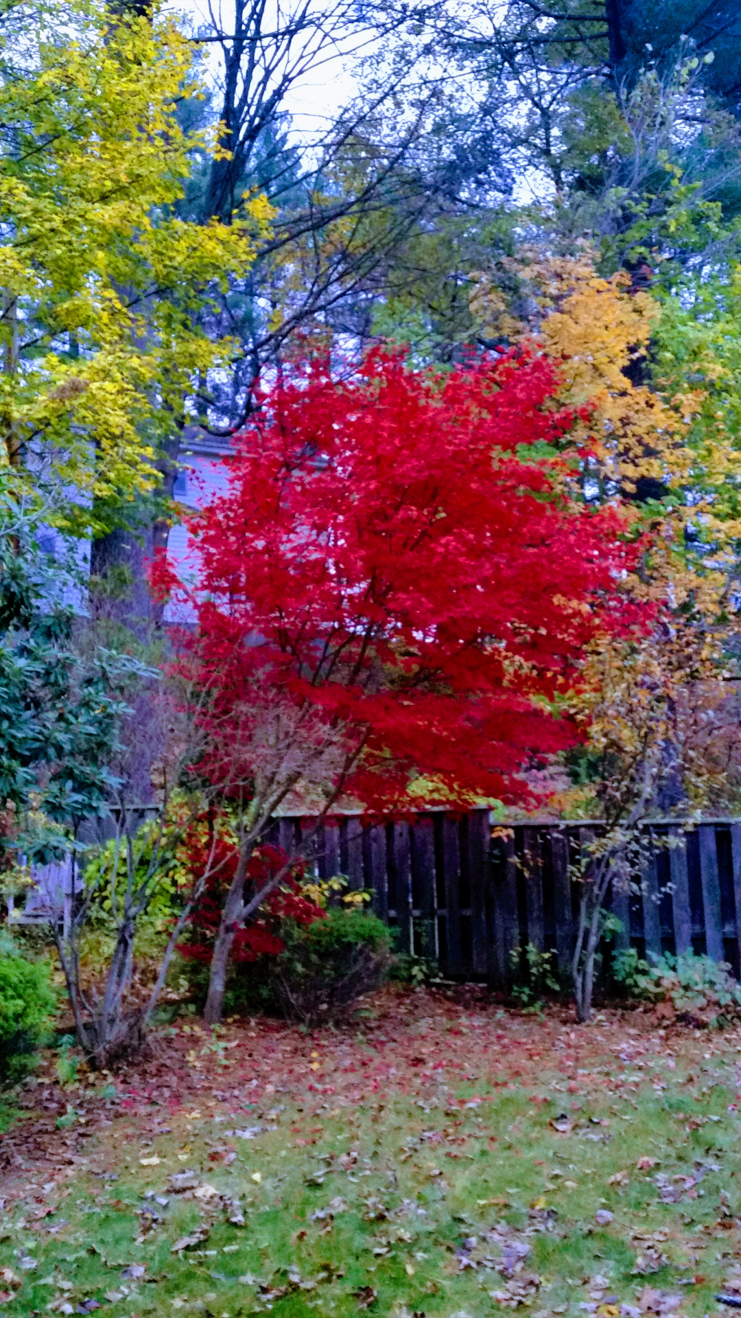 Colorful autumn garden foliage in Vermont