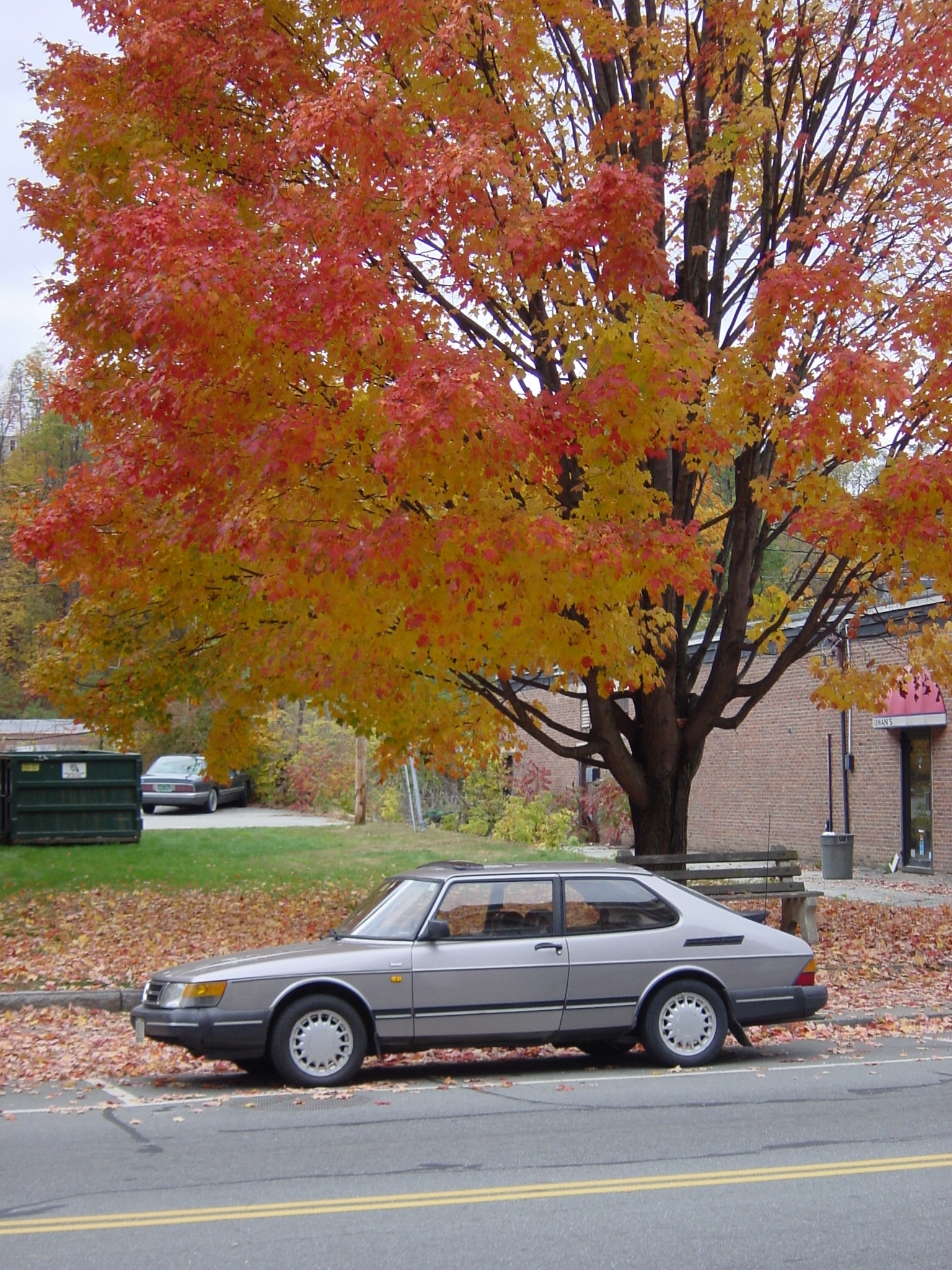 Vibrant Vermont maple tree above a vintage car in autumn
