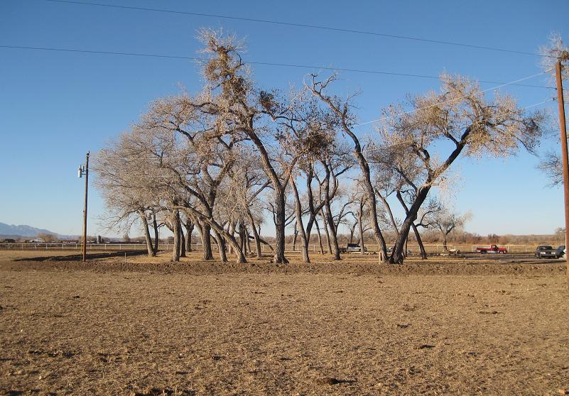2-Acre Yard — 40 Additional New Trees, Feb 2011