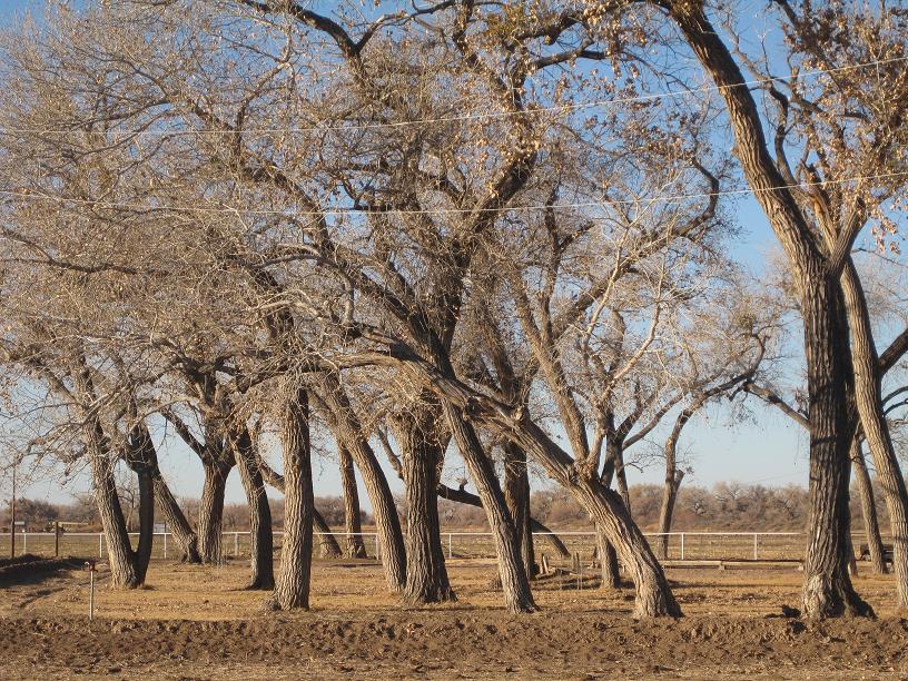 A Tangle of Trees — 40 New Trees Planted, Feb 2011