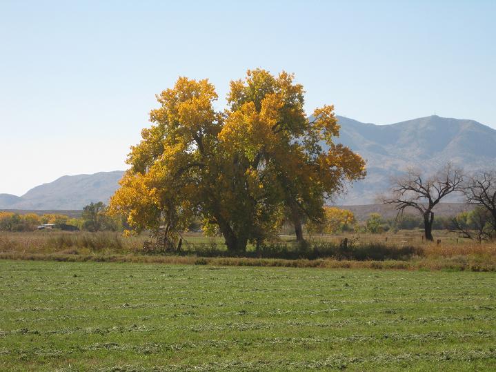 Tree from Field